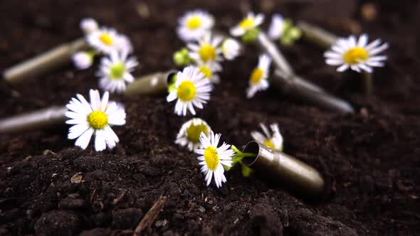 Daisy flowers fall to the ground and bullet casings. Slow motion.