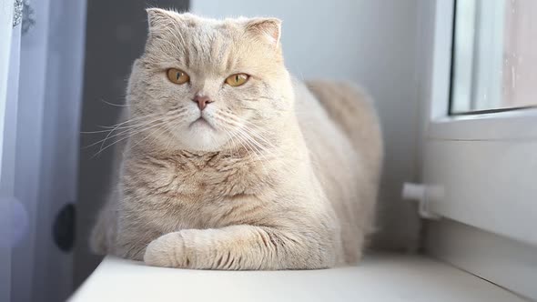 Cute Curious Scottish Fold Cat Relaxing at Home Next to the Window Closeup Portrait