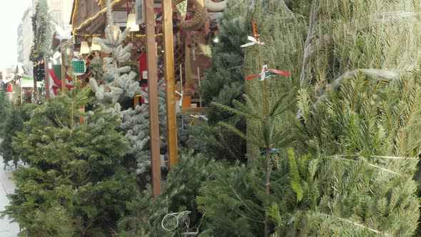 Christmas Trees in Pots for Sale Market Street New Year