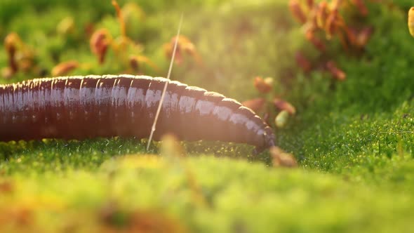 An Earthworm Is a Terrestrial Invertebrate That Belongs To the Class Clitellata