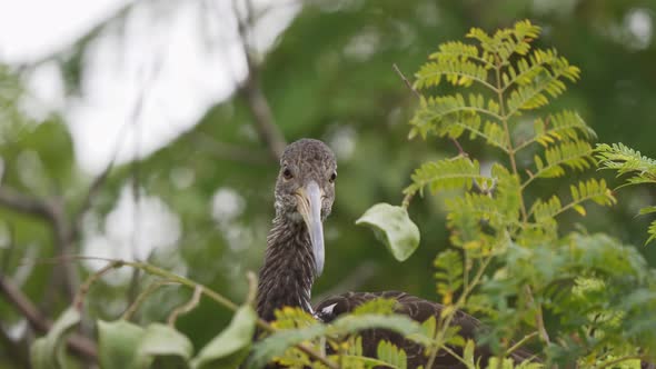 Close up of a limpkin bird looking around while standing on a branch surrounded by green leaves. Slo