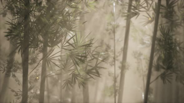 Asian Bamboo Forest with Morning Fog Weather