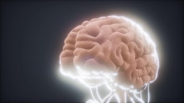 Animated Model of Human Brain alt
