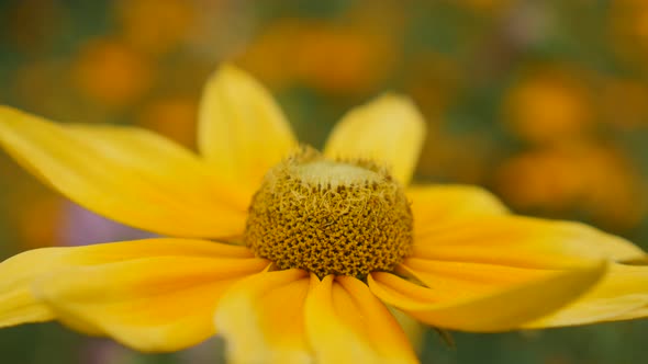 Shallow DOF Rudbeckia hirta Irish Spring flower  background  4K 3840X2160 30fps  UltraHD footage - Y