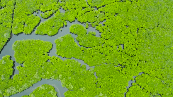 Aerial View of Mangrove Forest and River