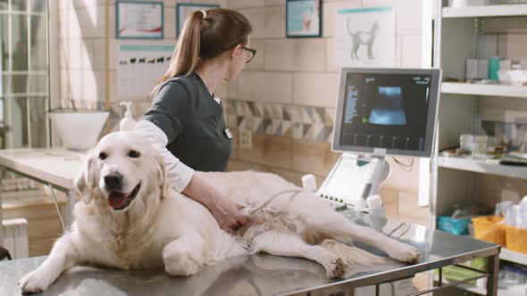 Female Vet Performing Ultrasound on Dog