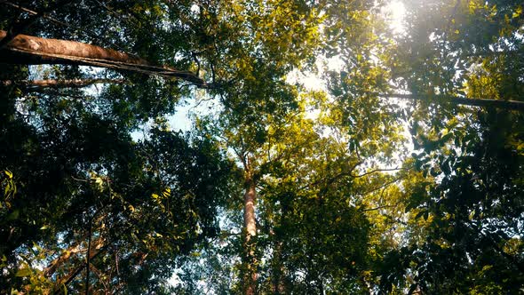 tree tops in the rain forrest north sulawesi, indonesia