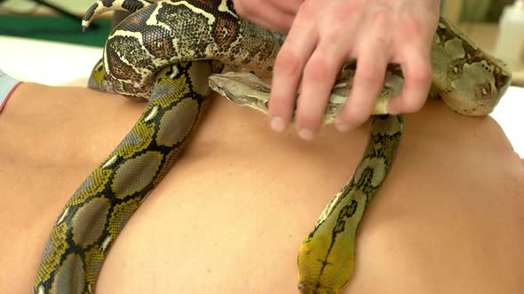 Close Up Snake on Male Body
