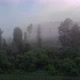 Dense forest in the morning fog - VideoHive Item for Sale