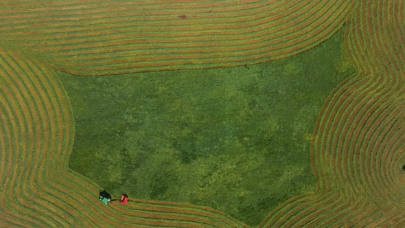 Aerial View Of A Forage Harvester Making Rows Of Windrowed Grass For Silage On The Farmland. top-dow