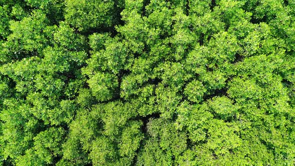 Forest Aerial Shot