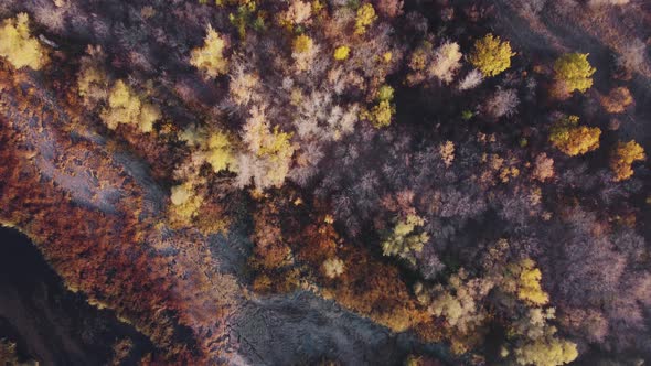 Aerial top down view of the overgrown shore of a wild lake in warm rays of sunset.