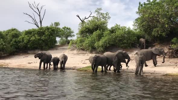 Small herd of African Elephants gathers on the river's edge to drink