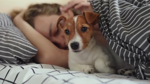 Woman Sleeps with Jack Russell Terrier Puppy Dog in Bed in the Morning