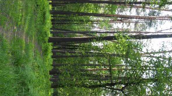 Vertical Video of a Forest with Pine Trees