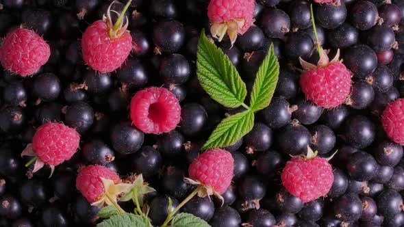 Raspberry Blackcurrants