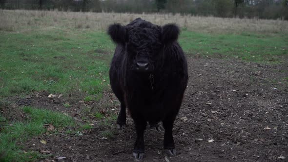Black galloway cow in field.