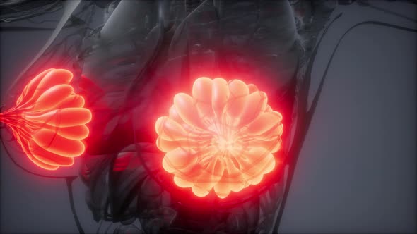 Human Body with Visible Glow Mammary Gland alt