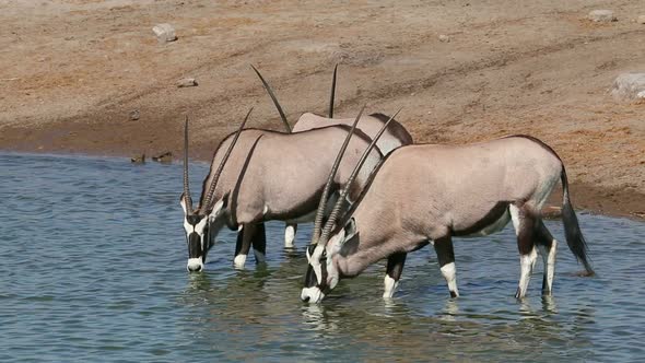 Gemsbok Antelopes Drinking Water