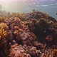 coral and fish - VideoHive Item for Sale