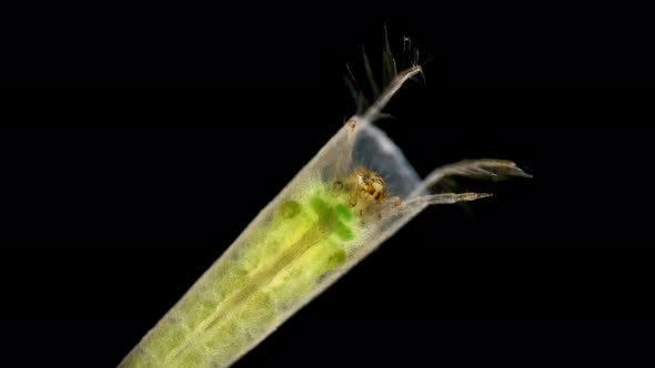 Trichoptera Larva Under a Microscope Family Leptoceridae