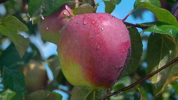 Raindrops Are Falling on the Large Ripe Red Apples on the Tree Branch