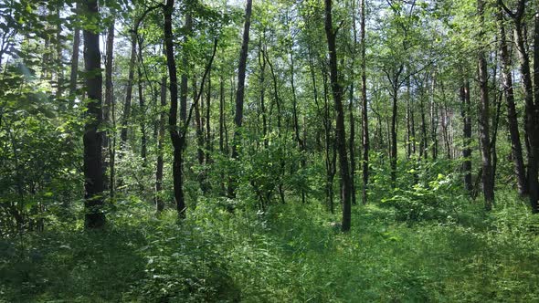 Beautiful Green Forest on a Summer Day Slow Motion