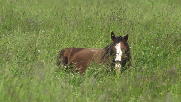 Horse on a Summer Pasture