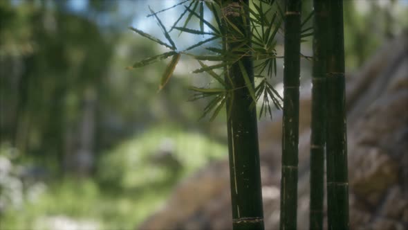 Green Bamboo Trees Forest Background alt