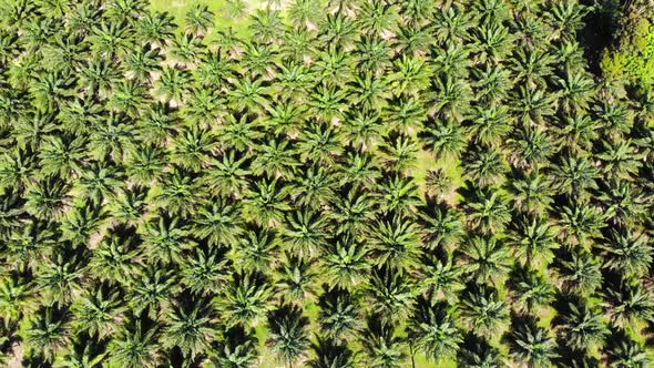 Aerial view of palm plantation