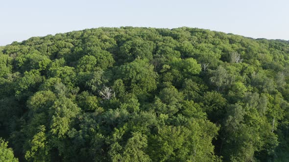 Green Forest