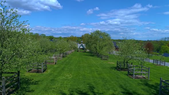 Aerial Drive thru of a Orchard on Sunny Windy Day