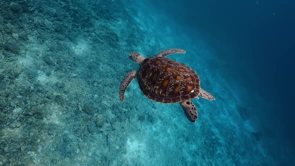 Snorkeling on Wildlife. Sea Turtle Slowly Swiming in Blue Water Through Sunlight. Underwater Serene