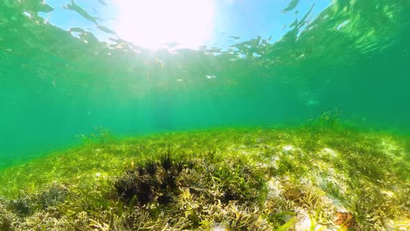 Sea Urchins in the Clear Water