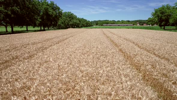 Tracking aerial shot of wheat agriculture.