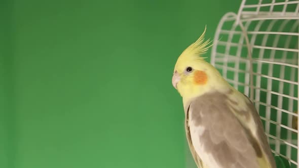 Flock of Tropical Parrots (Macaws) on a Green Background for Compositing Onto your Footage