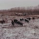 Aerial View of Horses Running on the Field in Winter - VideoHive Item for Sale