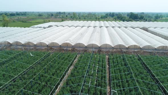 Seedling nursery, Young plants growing in a greenhouse 