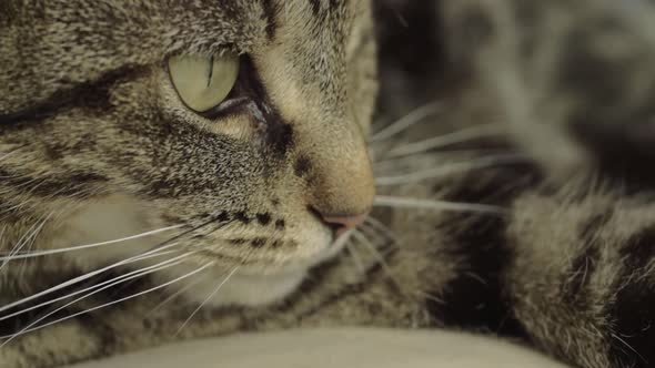 Tabby cat looking at surroundings portrait side view