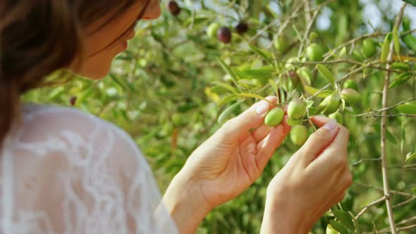 Woman examining olives in farm 4k
