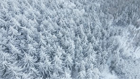 Beautiful Winter Forest with Snowy Trees Aerial View