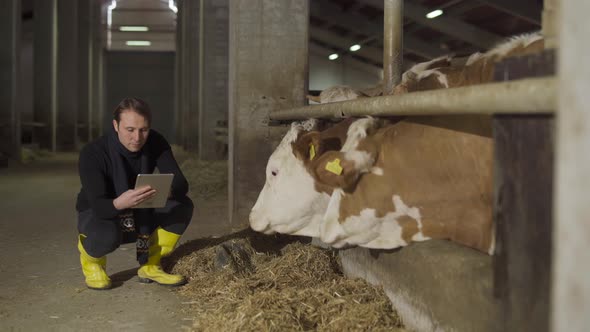 Cow milk farm. Farmer working with tablet.