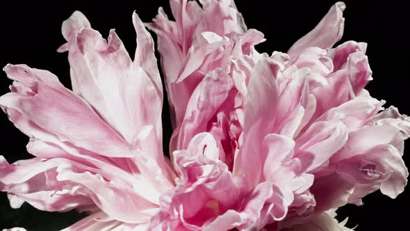 Fancy Blooming Flower on Black Background alt