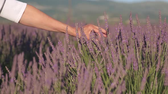 Woman's hands touching lavender flowers in Valensole close up