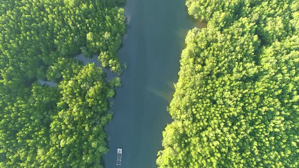 Tropical Mangroves forest Amazing abundant forest in Thailand