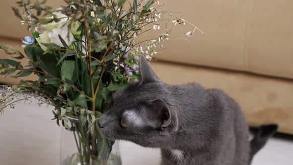 Cat Is Trying To Eat Flowers From a Vase
