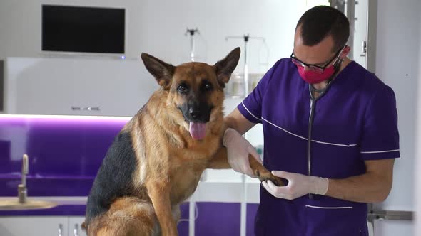 The veterinarian studies dog paws, the concept of health and treatment of pets. Modern animal clinic