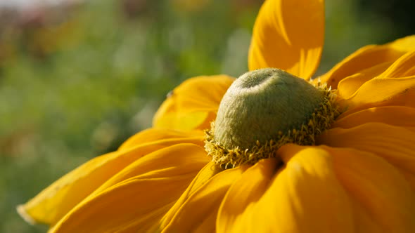 Flower details of Rudbeckia hirta Irish Spring 4K 3840X2160 30fps UltraHD footage - Garden shallow D