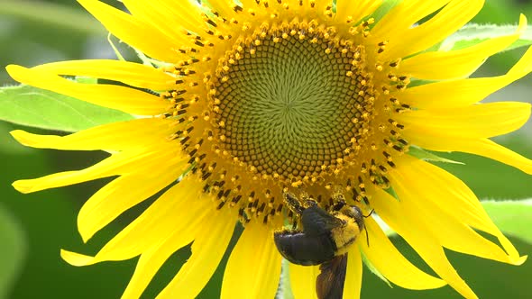 Bumble bee on a sunflower closeup.