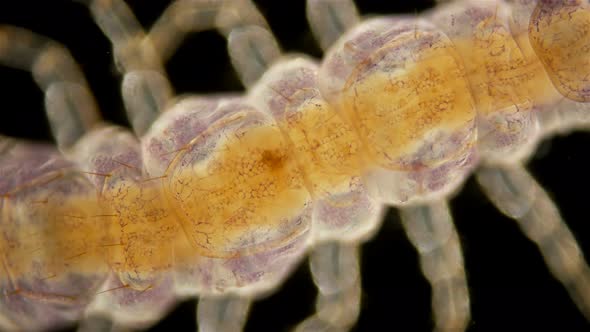 Centipede Lithobius Forficatus Under the Microscope , a Predator in the Forest, in the Forest Floor